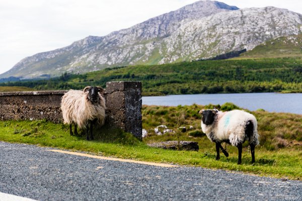 Wild Connemara Tour
